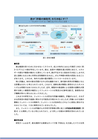 ［医療提供体制］ 肝臓に蓄積した鉄、肝疾患の進行などへの関与を解明
